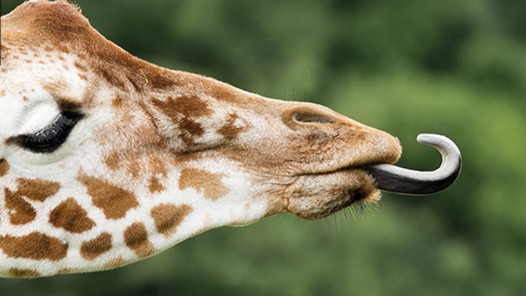 Vorschaubild für Giraffen