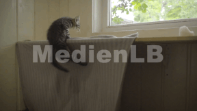 Animiertes Vorschaubild für Domestic Cat