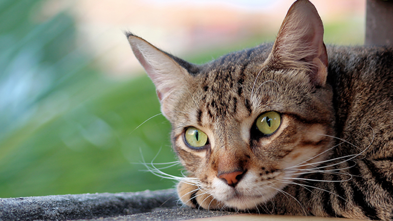 Vorschaubild für Hauskatze