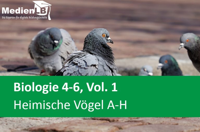 Vorschaubild für Heimische Vögel A-H