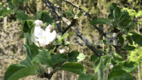 Animiertes Vorschaubild für Apfel
