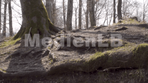 Animated preview image for Heimische Bäume43