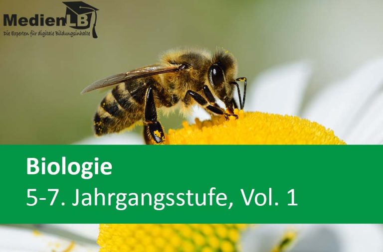 Vorschaubild für Wildbienen