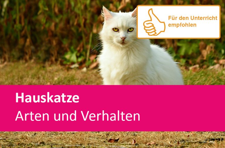 Vorschaubild für Hauskatze – Arten und Verhalten