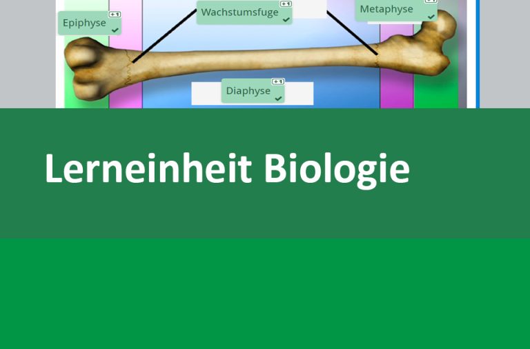 Vorschaubild für Das menschliche Skelett