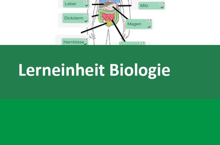 Vorschaubild für Der Magen: Wichtiges Organ des Verdauungstrakts