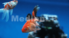 Animiertes Vorschaubild für Aquarium