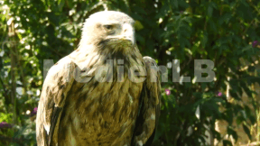 Animiertes Vorschaubild für Greifvögel