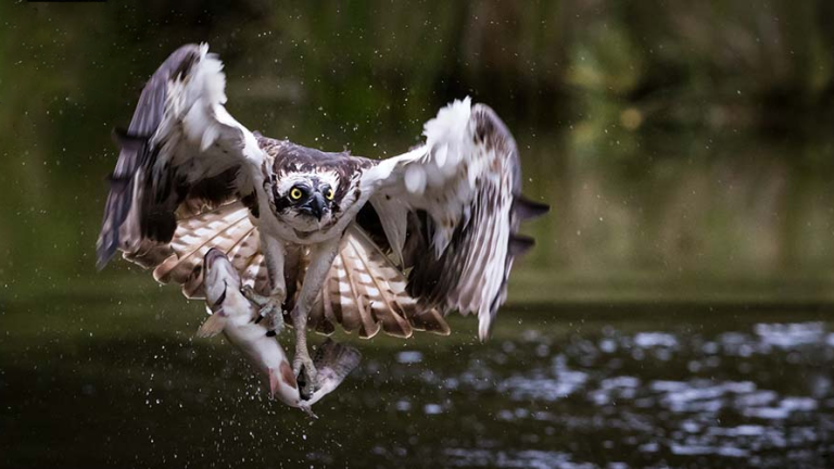 Vorschaubild für Greifvögel