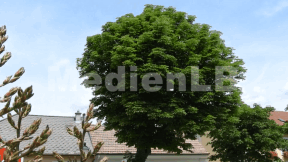 Animiertes Vorschaubild für Kastanienbaum