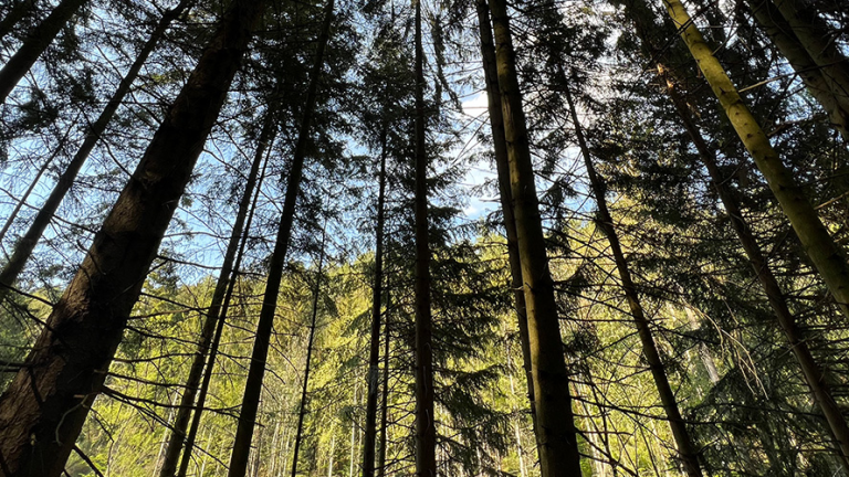 Vorschaubild für Hänsel und Gretel