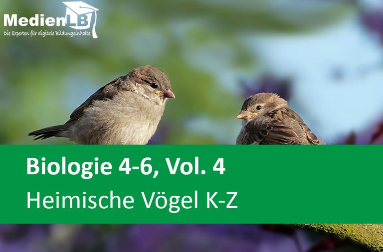 Vorschaubild für Heimische Vögel K-Z