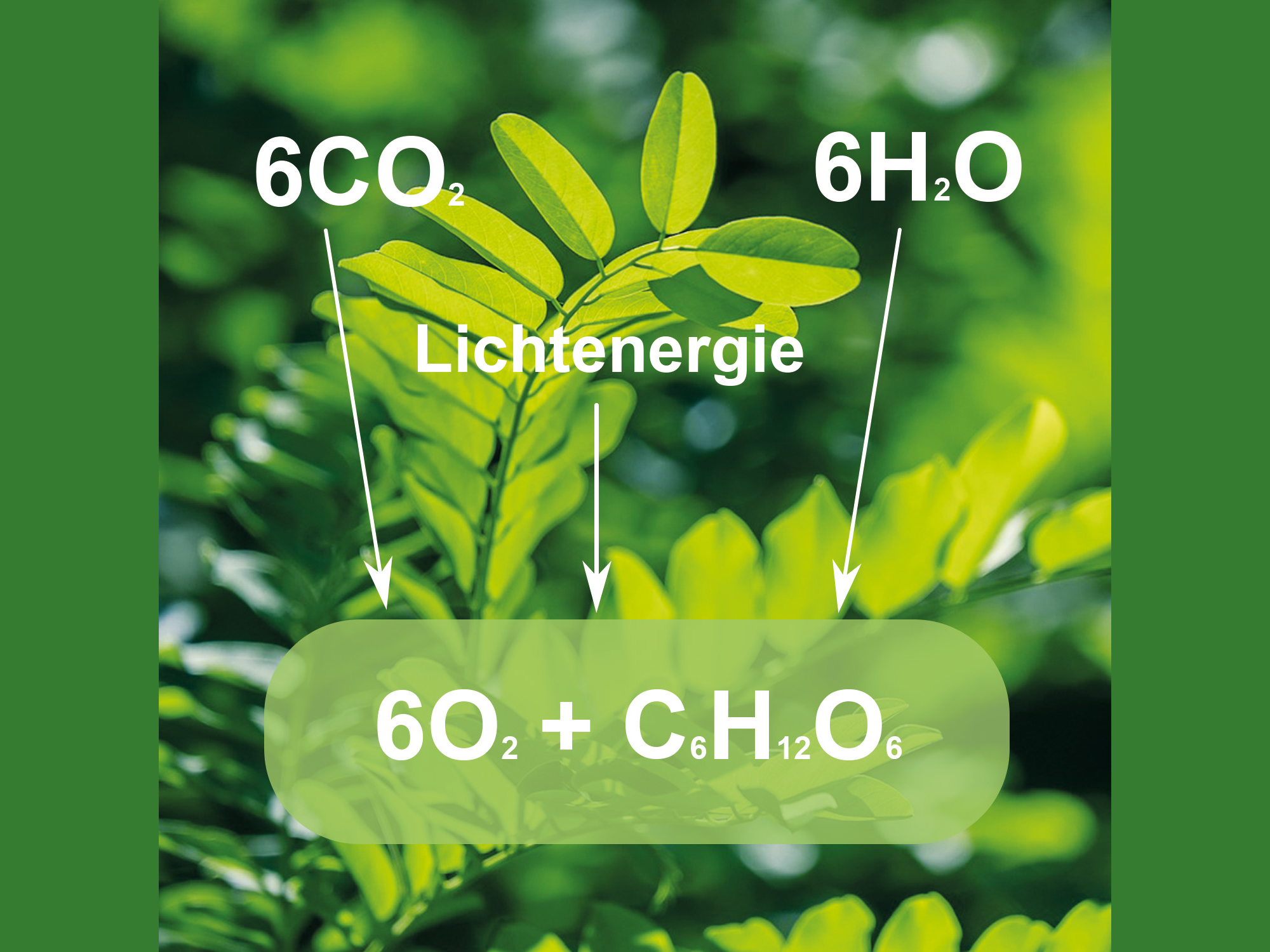 Vorschaubild für Kreislauf der Fotosynthese44