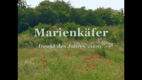 Animiertes Vorschaubild für Marienkäfer