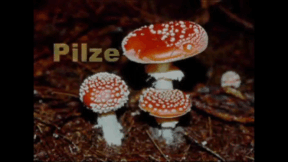 Animiertes Vorschaubild für Mushrooms