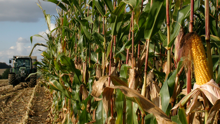 Vorschaubild für The Farm