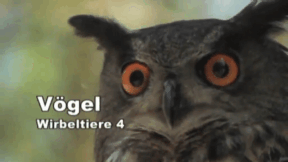 Animiertes Vorschaubild für Birds