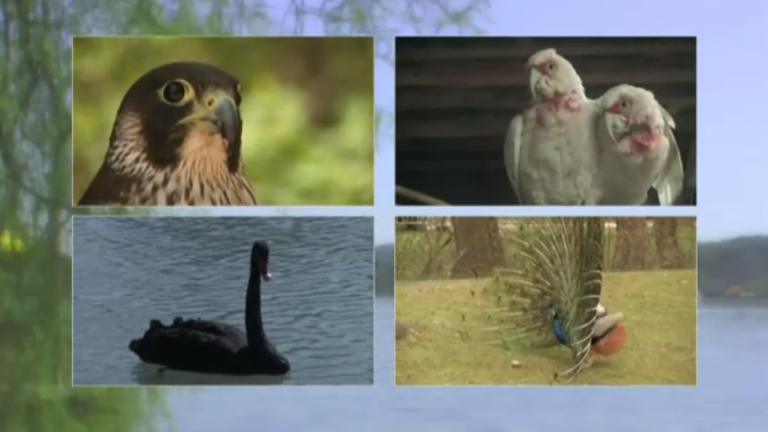 Vorschaubild für Vögel