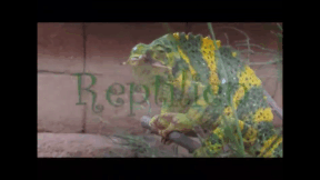 Animiertes Vorschaubild für Reptiles