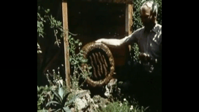 Animiertes Vorschaubild für Bienen, Hummeln und Wespen55