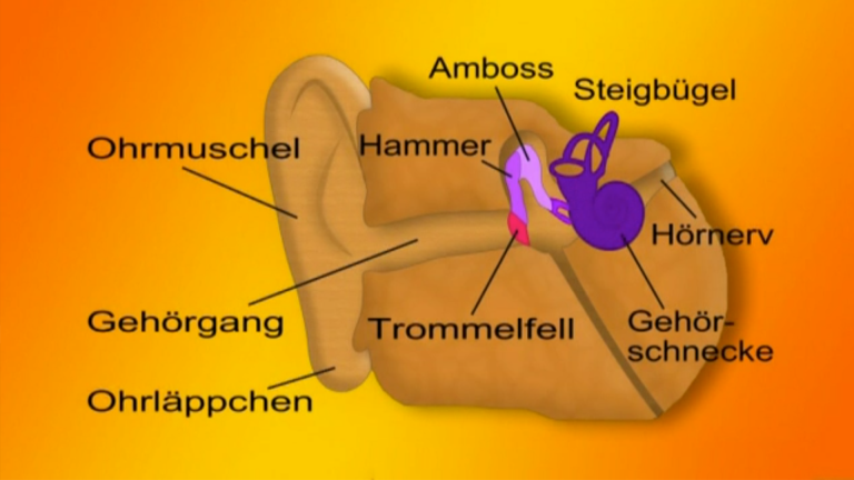 Vorschaubild für The Senses