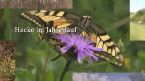 Animiertes Vorschaubild für Hecke im Jahreslauf