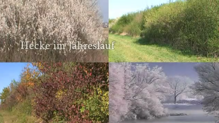 Vorschaubild für Hecke im Jahreslauf