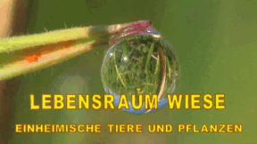 Animiertes Vorschaubild für The Meadow as a Biotope