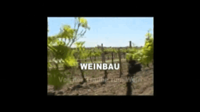 Animiertes Vorschaubild für Weinbau