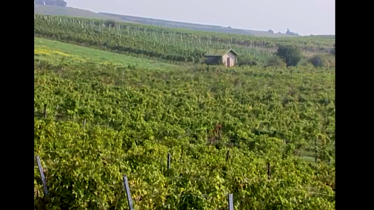 Vorschaubild für Wine-Growing