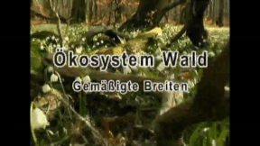 Animiertes Vorschaubild für Ecosystem Forest