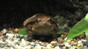 Animiertes Vorschaubild für Amphibien