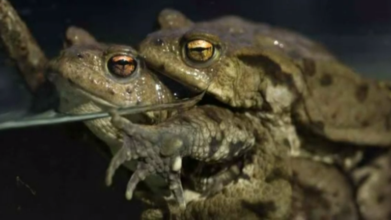 Vorschaubild für Amphibien