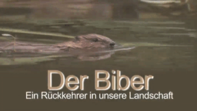 Animiertes Vorschaubild für The Beaver