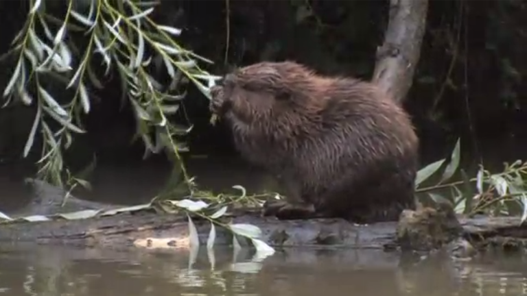 Vorschaubild für The Beaver