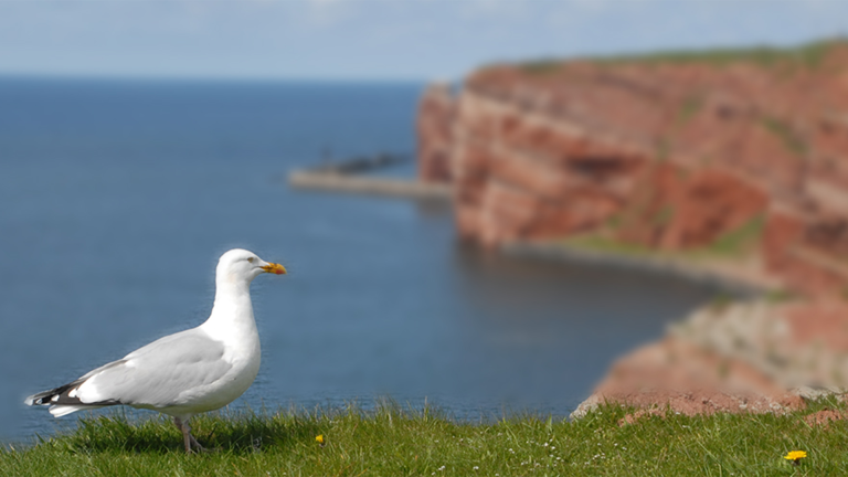 Vorschaubild für Schleswig-Holstein