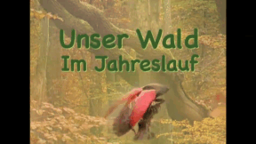Animiertes Vorschaubild für The Forest