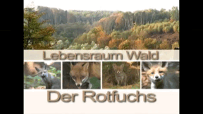 Animiertes Vorschaubild für Lebensraum Wald