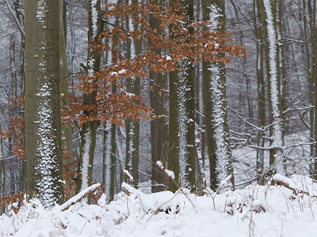 Vorschaubild für Winter24