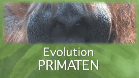 Animiertes Vorschaubild für Evolution
