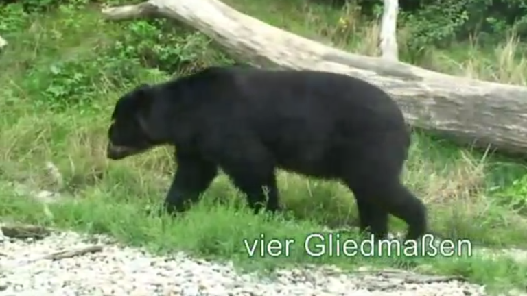 Vorschaubild für Mammals I