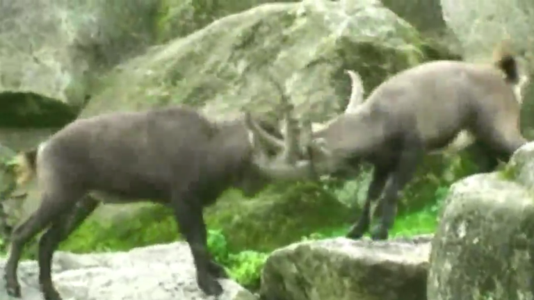 Vorschaubild für Nationalpark