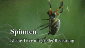 Animiertes Vorschaubild für Spinnen