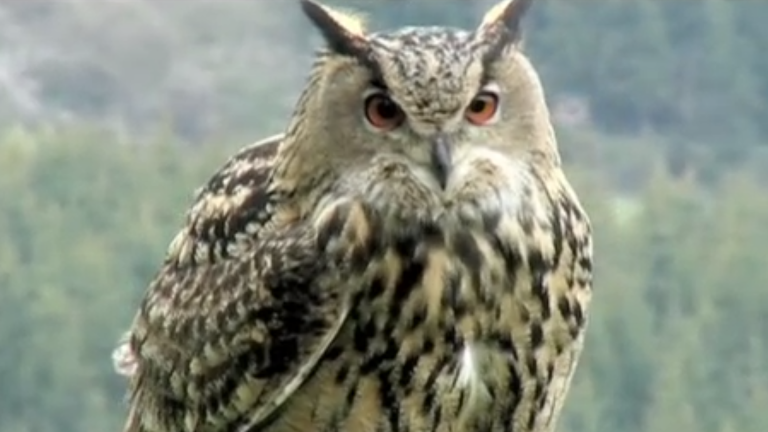 Vorschaubild für The Eurasian Eagle Owl