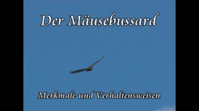 Animiertes Vorschaubild für Der Mäusebussard