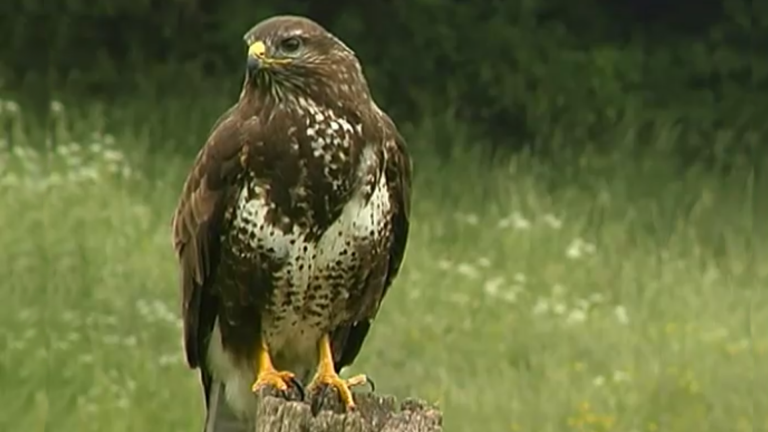 Vorschaubild für The Common Buzzard