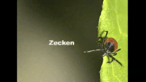 Animiertes Vorschaubild für Ticks