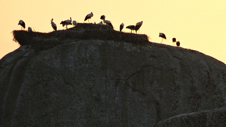 Vorschaubild für The White Stork