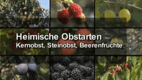 Animiertes Vorschaubild für Heimische Obstarten