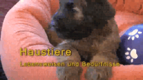 Animiertes Vorschaubild für Domestic Animals
